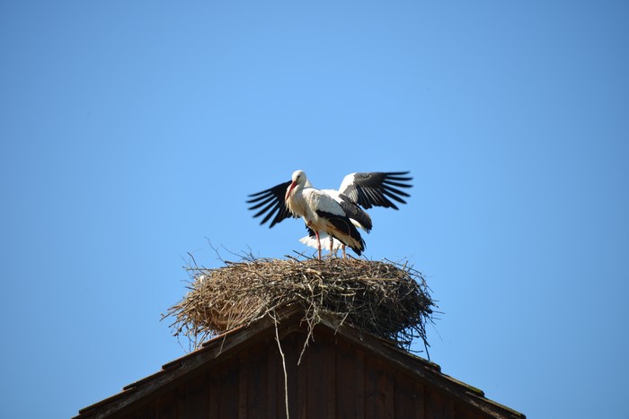 Storks in a nest on a rooftop