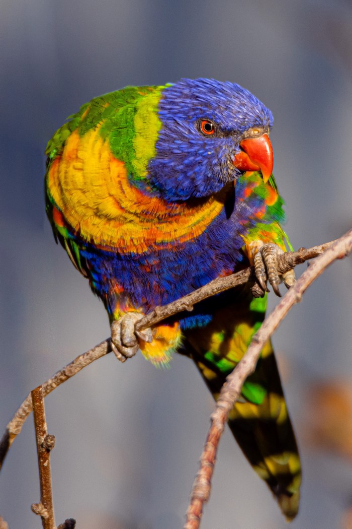 Rainbow Lorikeet parrot perched on a branch