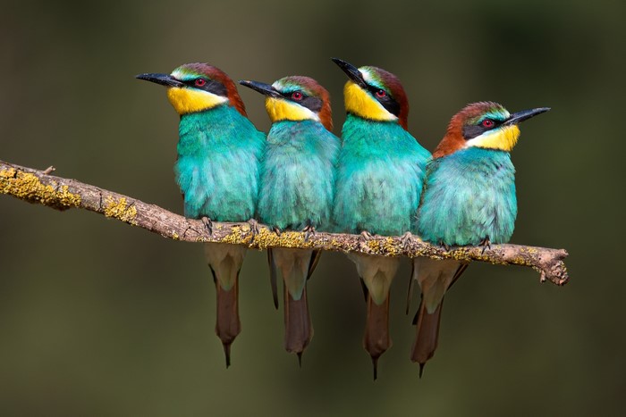 Colorful Merops apiaster Birds on Branch