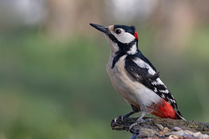 Great Spotted Woodpecker perched on a branch
