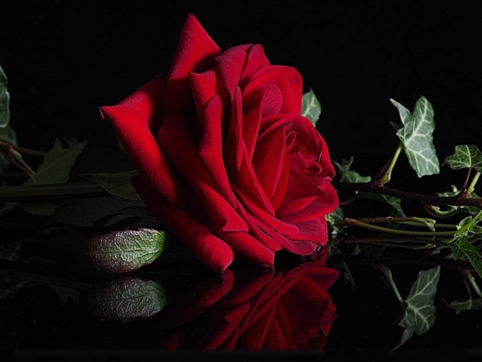 Deep Red Rose with Reflection