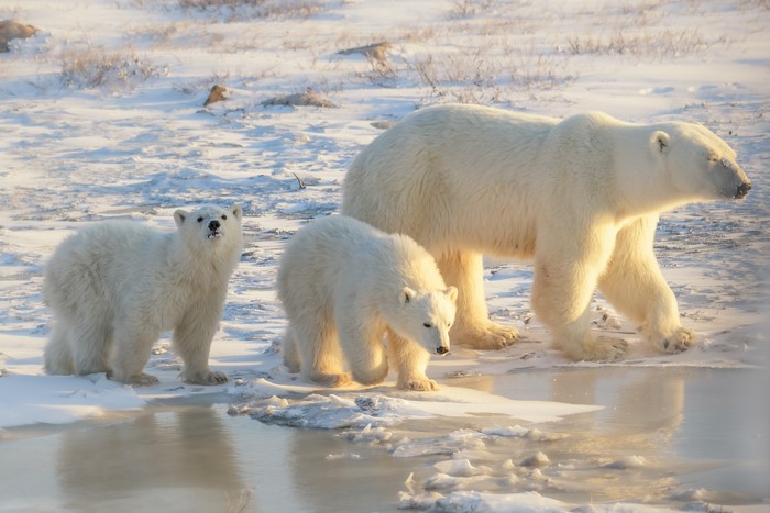 Mother polar bear with two cubs in snow