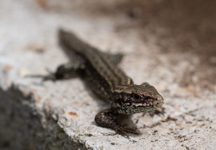 A lizard on a concrete surface