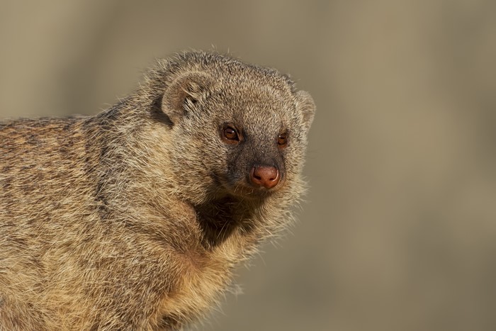 Banded Mongoose close-up portrait