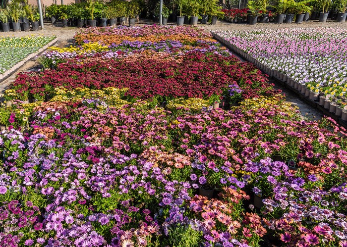 Flower beds at United Plant Growers in Long Beach, California