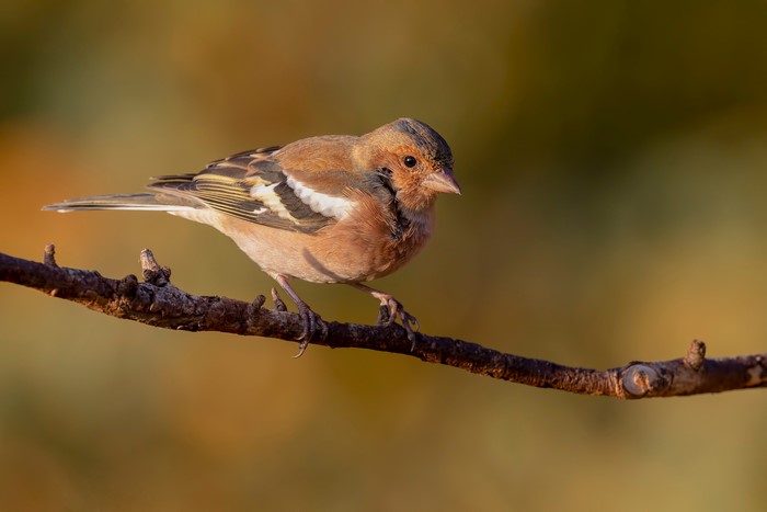 Chaffinch perched on a branch with bokeh background