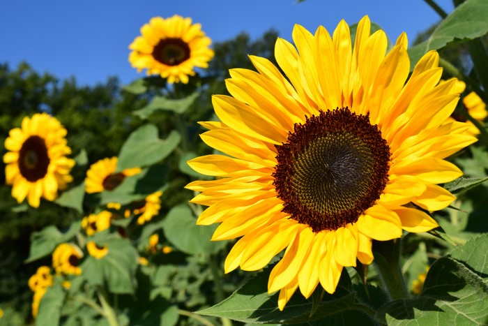 Sunflowers in a field