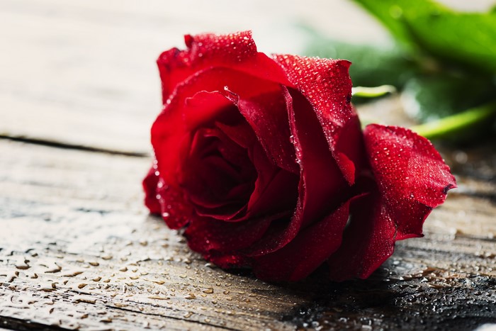 Red rose with water drops on wooden surface