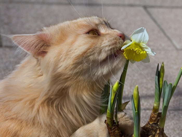 Cat smelling a daffodil flower