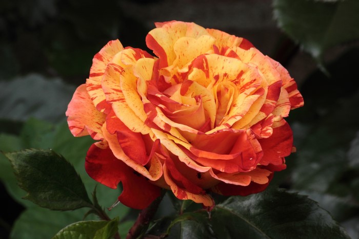 Close-up of a bi-colored rose with red and yellow petals