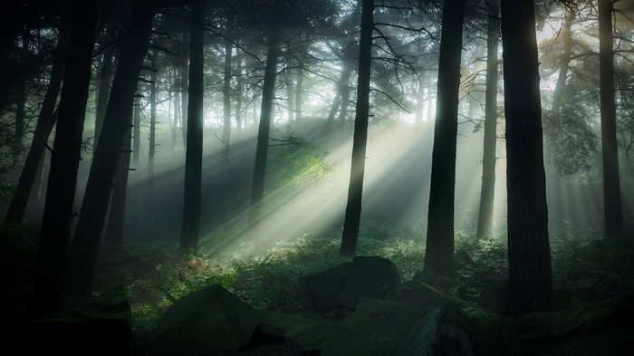 Sunbeams filtering through a misty forest with large rocks