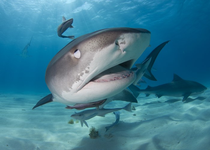 4K Sharks Underwater