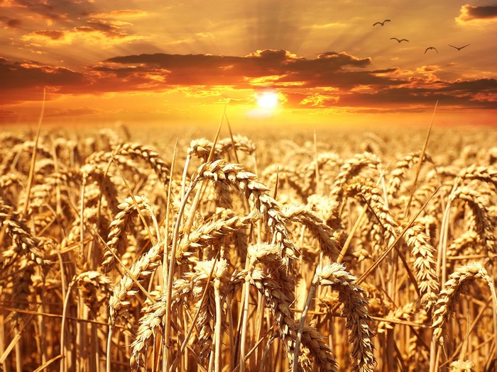Wheat field at sunset with birds