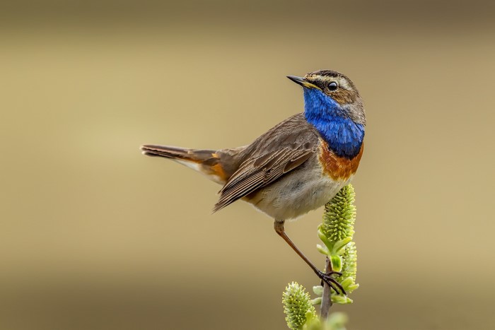 Bluethroat bird perched on a flowering branch