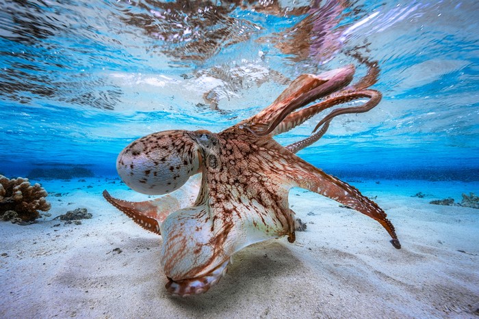 Octopus underwater on sandy seabed