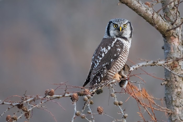 Northern Hawk-Owl perched on a branch with prey
