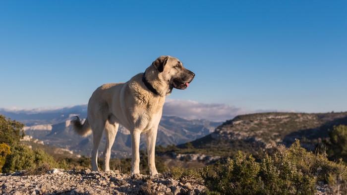 Kangal dog standing on a rocky mountain landscape