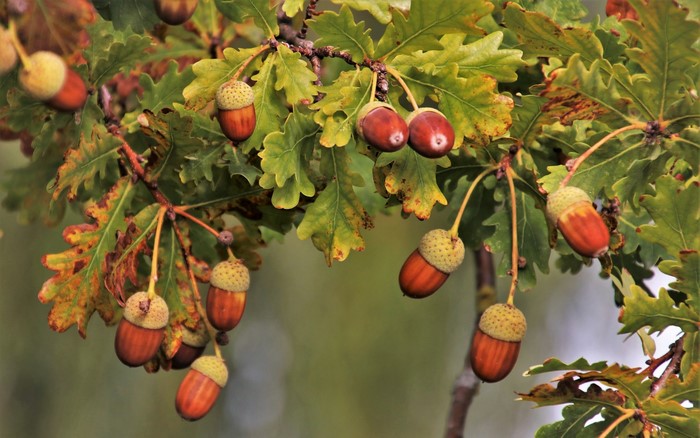 Oak tree branches with acorns and leaves