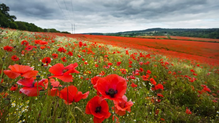 Field of Poppies in Summer