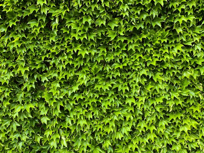 Green Ivy Foliage Wall
