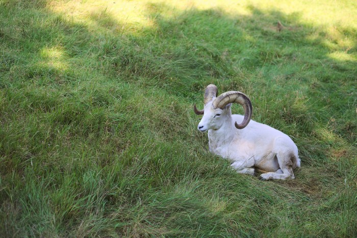 Dall sheep ram lying on grass