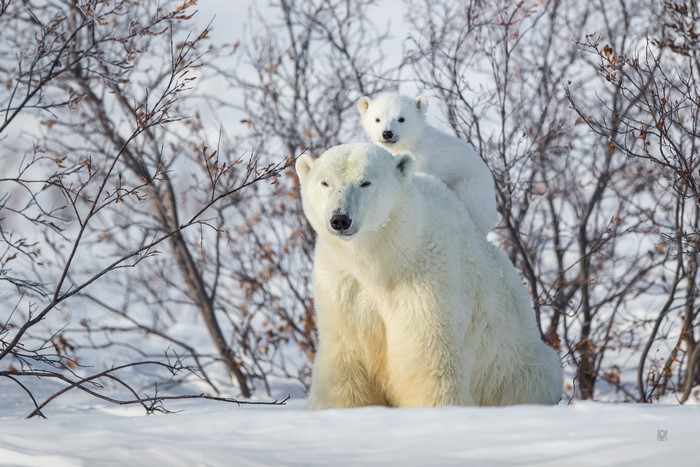 4K Mother Polar Bear with Cub in Snow