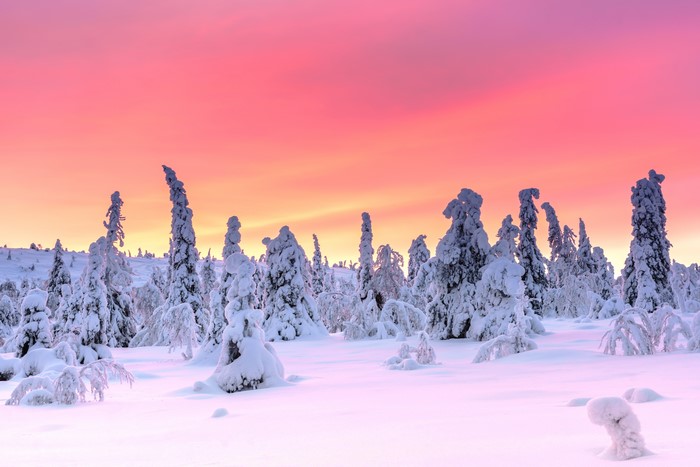 Winter evening in Riisitunturi National Park, Finnish Lapland