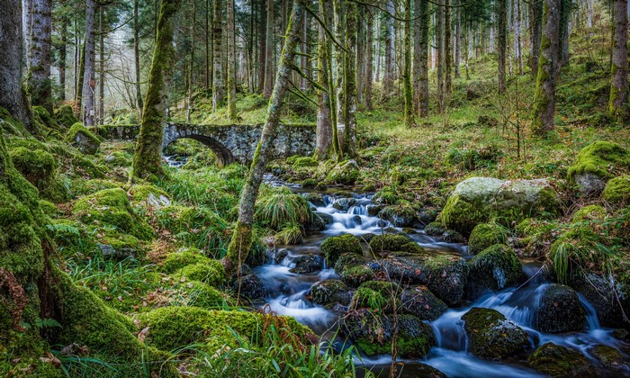 Mossy forest with stone bridge and stream in Alsace, France
