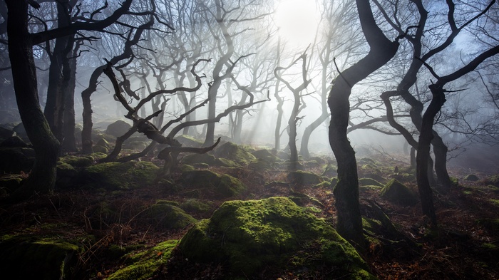 Misty forest with gnarled trees and mossy rocks