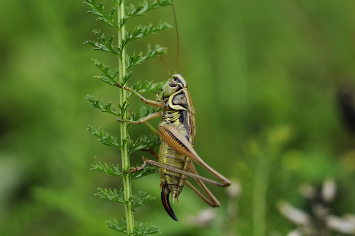 Grasshopper on a green plant, closeup, bokeh