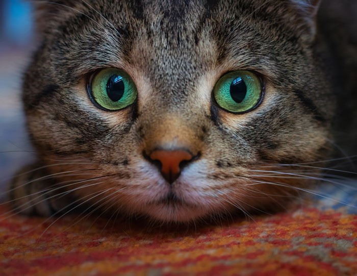 Close-up of a tabby cat's face with green eyes