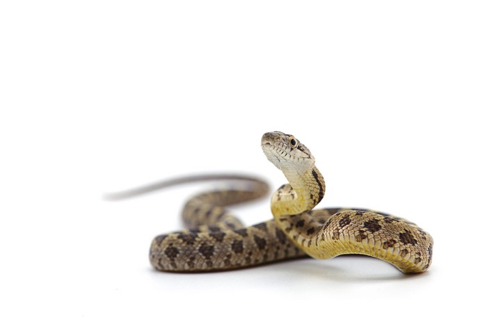 Rat Snake on White Background