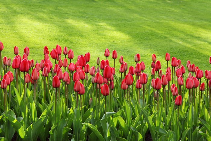 Many Red Tulips in a Garden