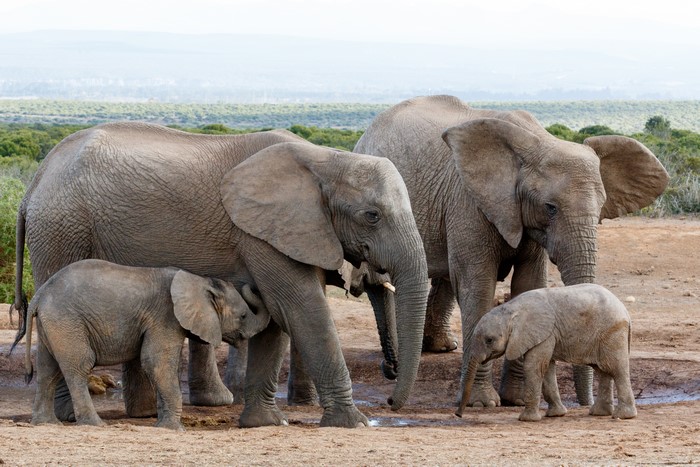 Elephants and Cubs in a Family Group