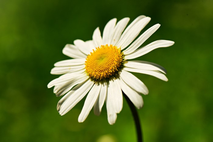 Close-up of a white daisy with a yellow center