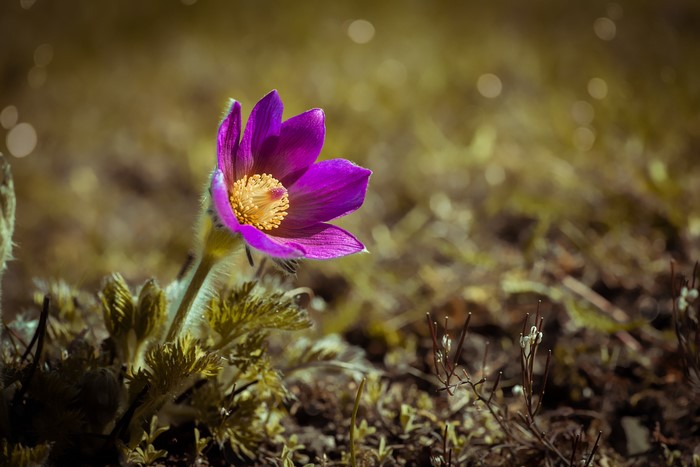 Purple Pulsatilla flower with bokeh background