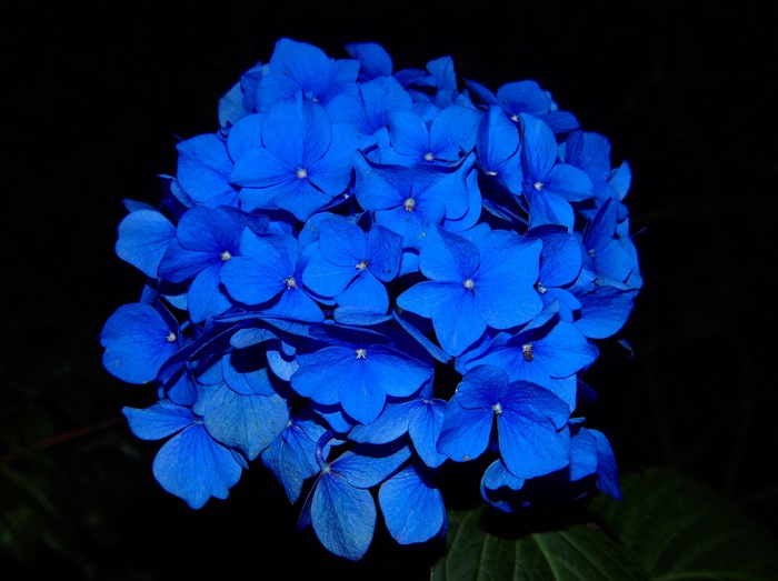 Blue Hydrangea closeup on black background
