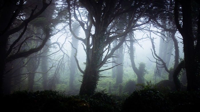 Misty forest with gnarled trees and fog