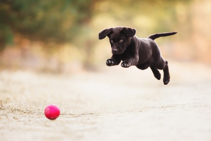 Black Labrador puppy jumping for a pink ball