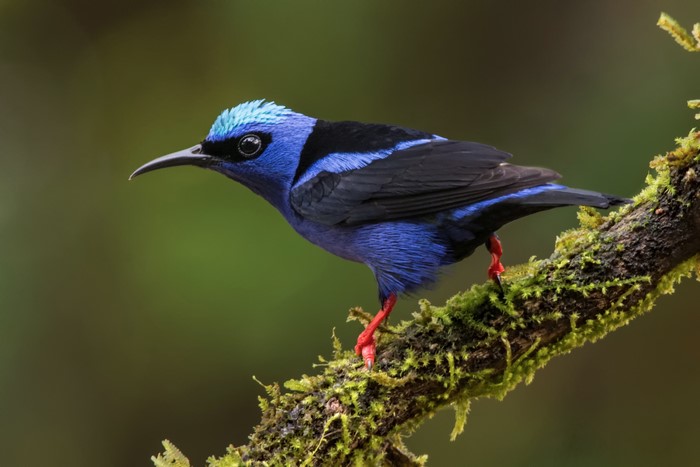 Red-legged honeycreeper bird on a mossy branch