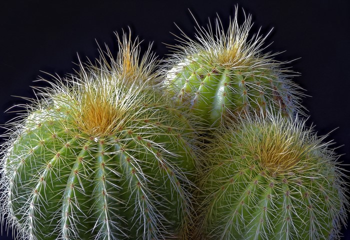 Three barrel cacti with sharp spines and yellow tops