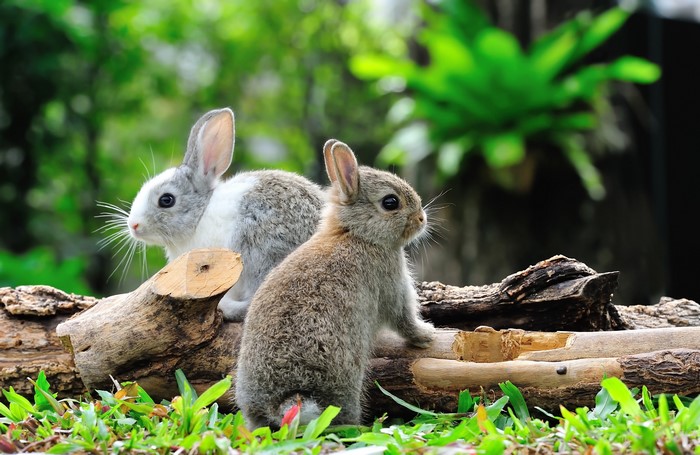 Two rabbits on a log in a garden