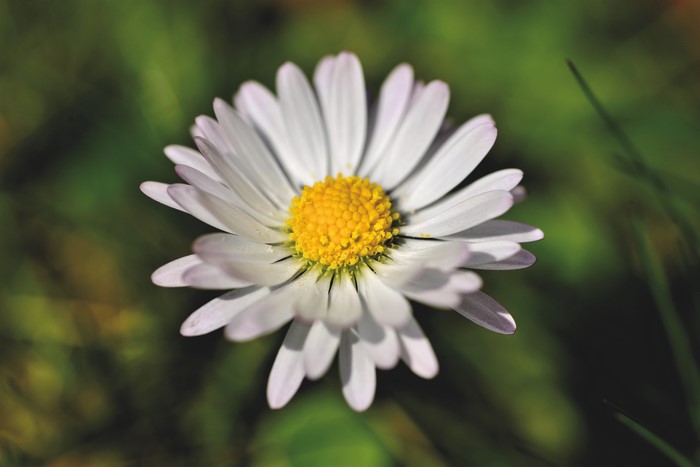 Daisy flower with yellow center and white petals