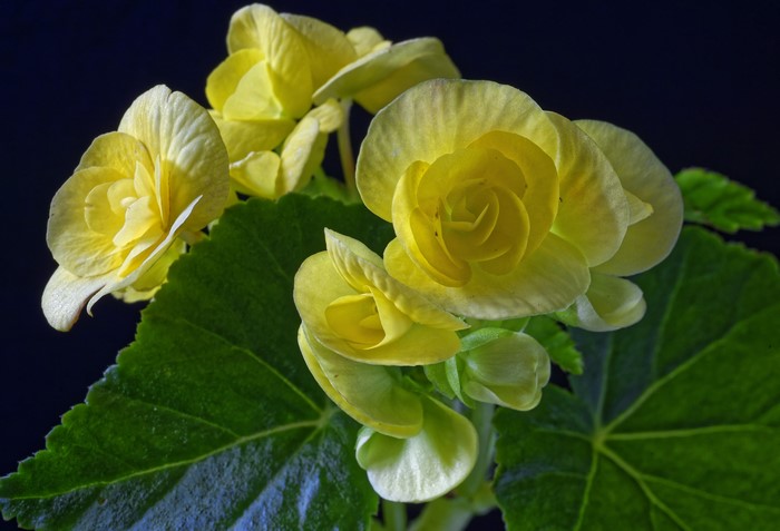 Yellow Begonia Flowers and Leaves