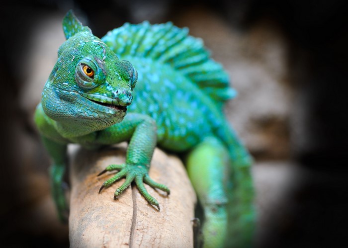 4K Basilisk lizard on a branch