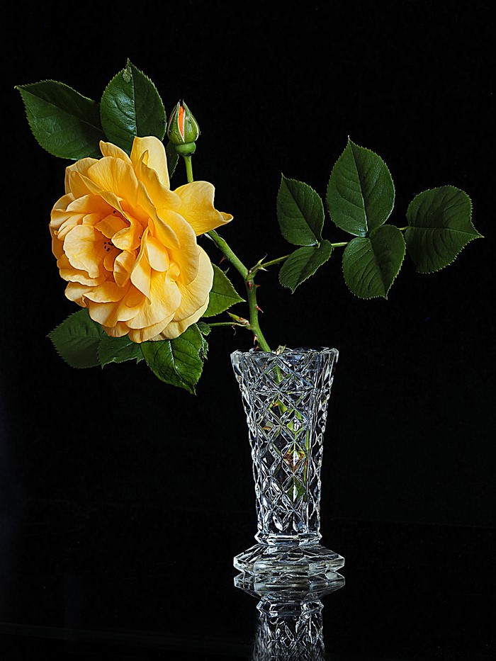 Yellow Rose in Crystal Vase with Black Backdrop