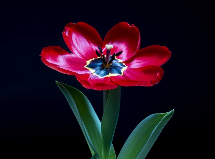 Red tulip with black center and green leaves