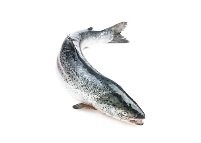 Atlantic salmon fish on white background