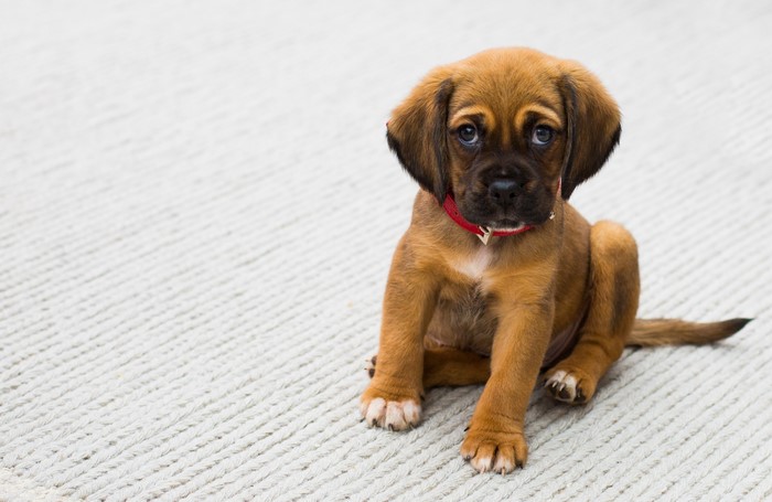 Brown puppy with red collar sitting on a rug