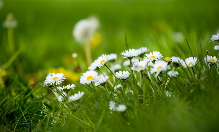 Daisies and grass with bokeh